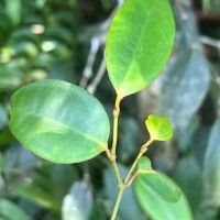 Piper trineuron Miq.